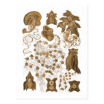 Siphonophorae Postcards
