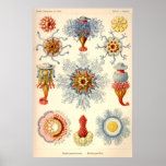 "Siphonophorae" Vintage Illustration Posters