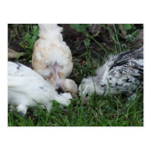 "Sisterly Love"   3 hen Chicks Post Cards