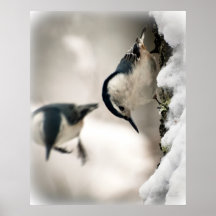 Sittelle blanche de Breasted dans la neige Affiches