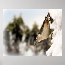 Sittelle blanche de Breasted dans la neige Posters