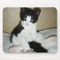 sittin kitten mousepads