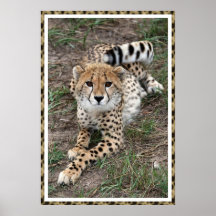 Sittin' Pretty Print