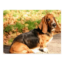 Sitting Basset Hound  Postcard