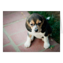 Sitting Beagle Puppy Greeting Cards