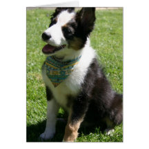 Sitting Border Collie Greeting Card