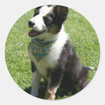 Sitting Border Collie Stickers