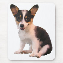 Sitting Cardigan Welsh Corgi Puppy
