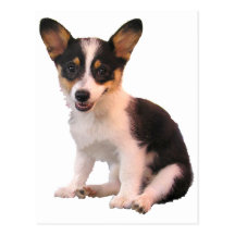 Sitting Cardigan Welsh Corgi Puppy Post Card