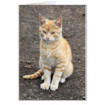 Sitting kitty greeting card