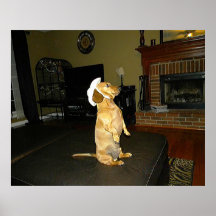 Sitting Pretty Dachshund Poster