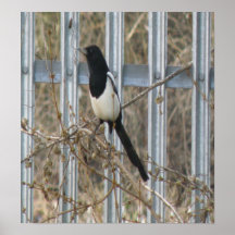 Sitting Pretty Magpie Print