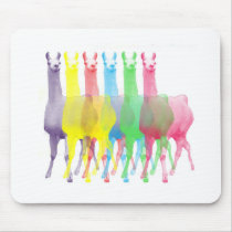 six lamas in six llama colours