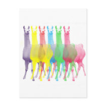 six lamas in six llama colours