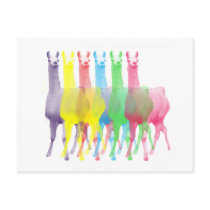 six lamas in six llama colours