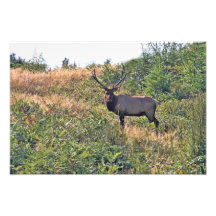 Six Point Elk Photo