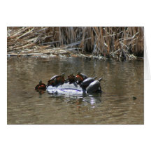 Six Turtles Card