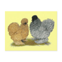 Sizzle Chickens Postcard