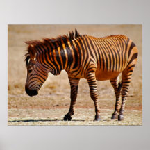 Sizzling zebra print