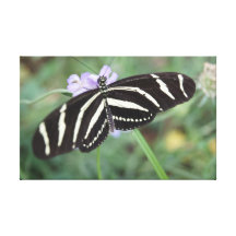Sizzling Zebra Stretched Canvas Prints