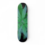 Skate-o-Rama Skate Board