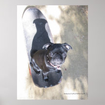 Skateboarding Pug (Photo) Print