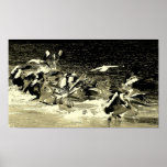 skatter posters