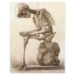 skeleton custom letterhead