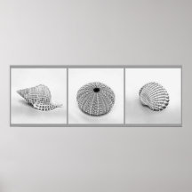 Sketched Shells Poster
