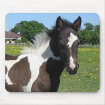 skewbald foal headshot mouse mats