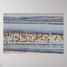 Skimming the Waves Print