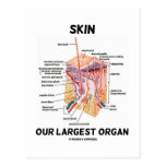 Skin Our Largest Organ (Dermal Layers) Post Card