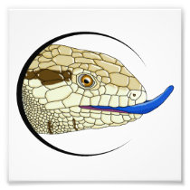 Skink head print (irian jaya) photographic print