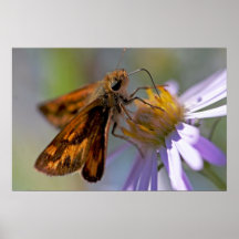 Skipper Butterfly on Aster Photo Print