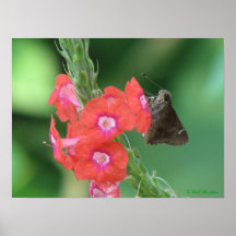 Skipper on Vervain Print