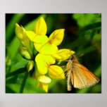 Skipper on Wildflowers Print