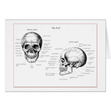 Skull Details Front and Side Cards