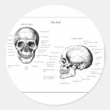 Skull Details Front and Side Sticker