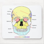 Skull (front)