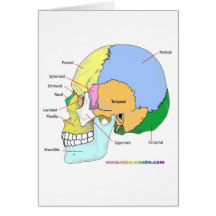 Skull (lateral) card