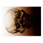 Skull Study Postcard