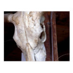 Skulls Bones Horns Cows Postcard