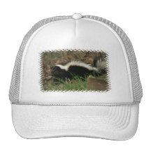 Skunk Behaviour  Baseball Hat