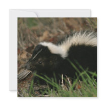 Skunk Behaviour Invitations