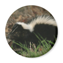 Skunk Behaviour  Magnet