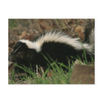 Skunk Behaviour  Postcard