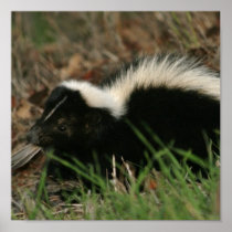 Skunk Behaviour Poster