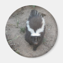 skunk fridge magnets