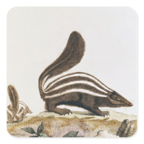 Skunk, from 'Histoire Naturelle' by Stickers