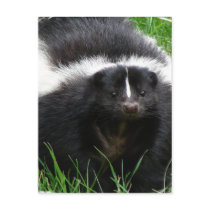 Skunk Photo Postcard